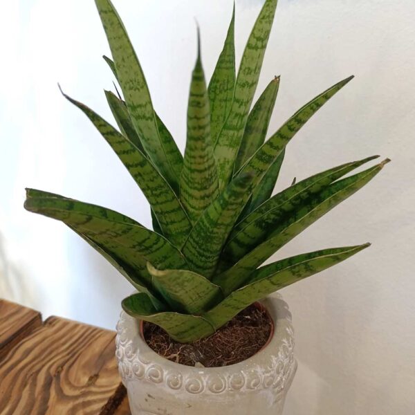 Sansevieria Tough Lady