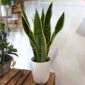Sansevieria gwinejska Laurentii