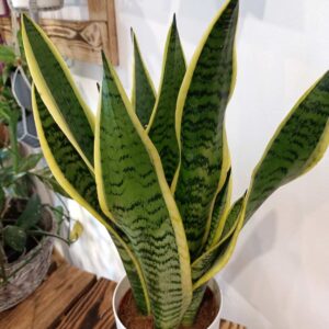 Sansevieria gwinejska Laurentii