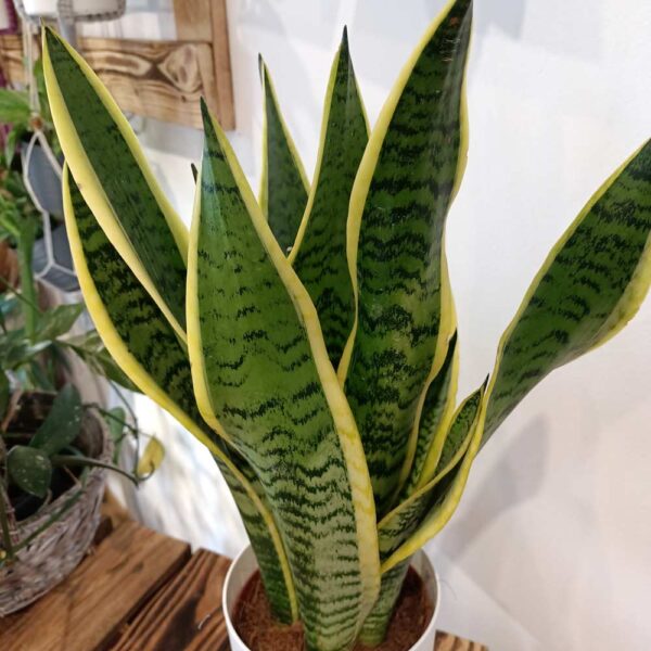 Sansevieria gwinejska Laurentii