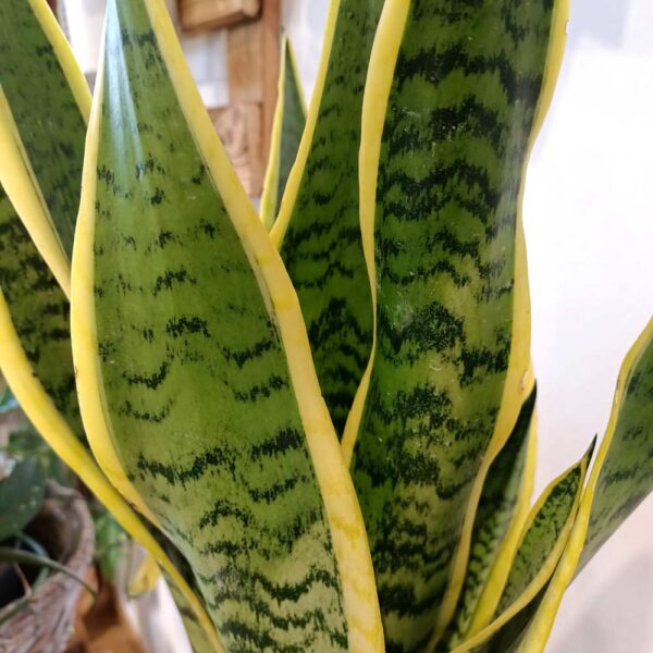 Sansevieria gwinejska Laurentii