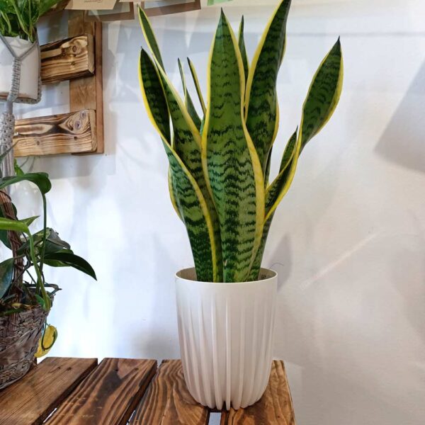 Sansevieria gwinejska Laurentii