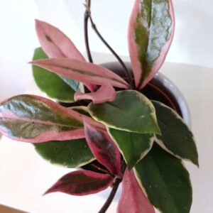 Hoya Flamingo Dream