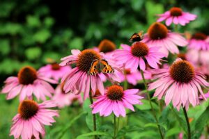 echinacea-Rośliny wieloletnie do donic na zewnątrz i stanowisko słoneczne