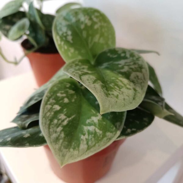 Scindapsus pictus Silver Ann