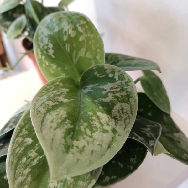 Scindapsus pictus Silver Ann