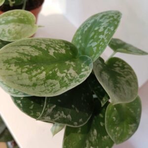 Scindapsus pictus Silver Ann
