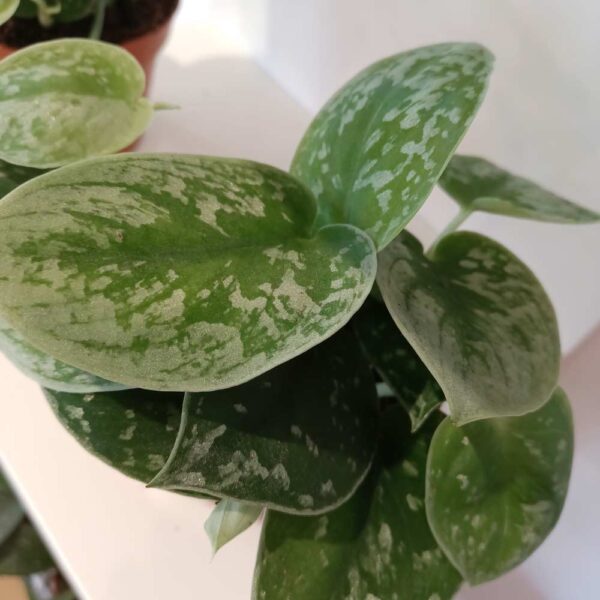 Scindapsus pictus Silver Ann