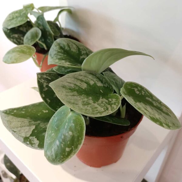 Scindapsus pictus Silver Ann