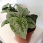 Scindapsus pictus Silver Ann