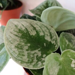 Scindapsus pictus Silver Ann