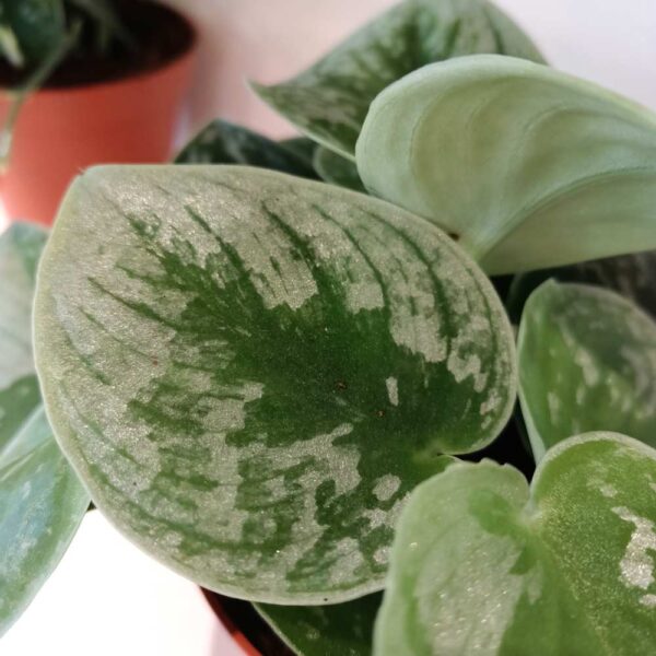 Scindapsus pictus Silver Ann
