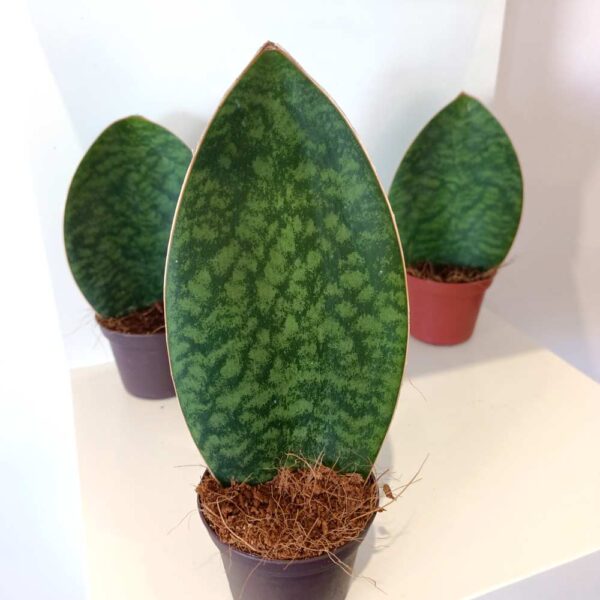Sansevieria grandis Big Leaf