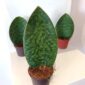 Sansevieria grandis Big Leaf