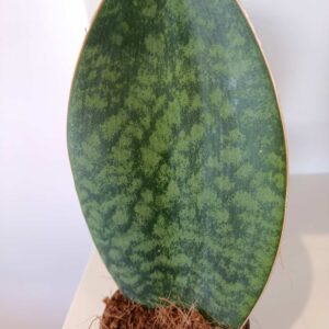Sansevieria grandis Big Leaf