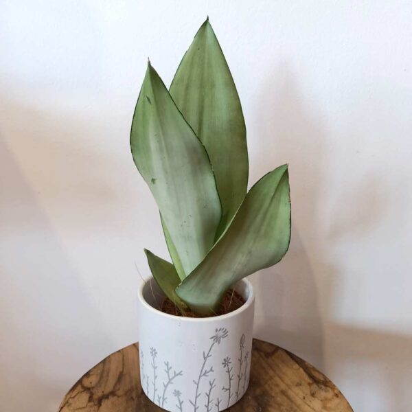 Sansevieria gwinejska Moonshine Sansevieria gwinejska Moonshine