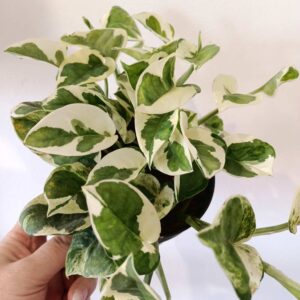 Epipremnum N'Joy