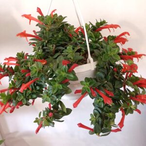Columnea Hirta
