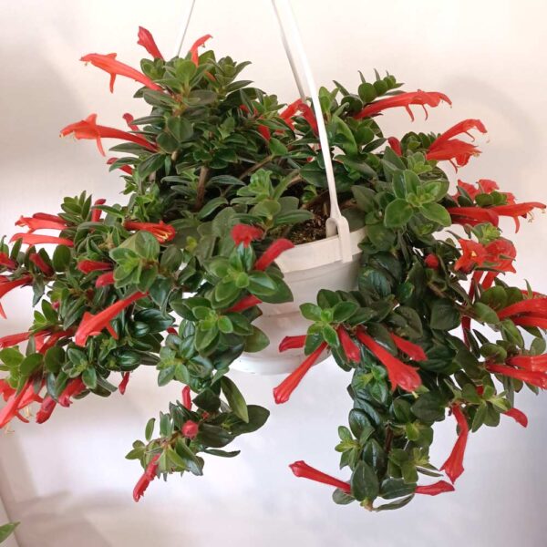 Columnea Hirta