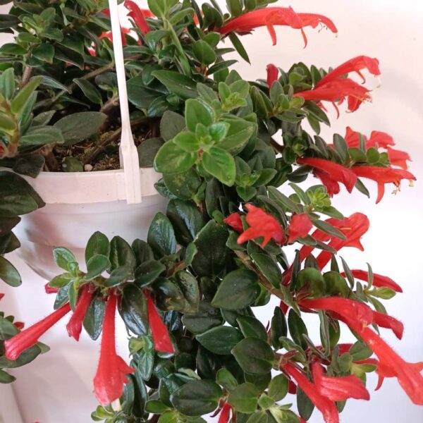 Columnea Hirta