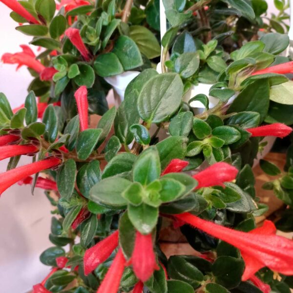 Columnea Hirta