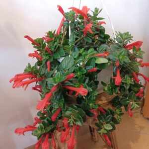 Columnea Hirta