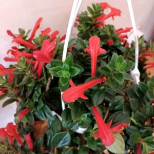 Columnea Hirta