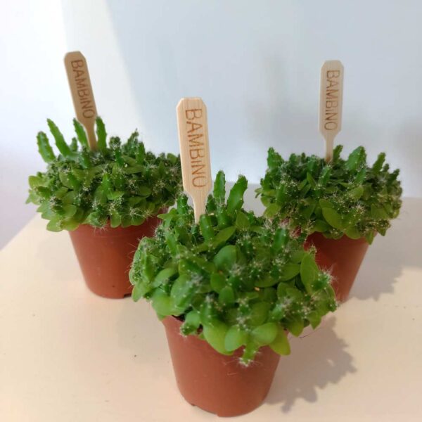Hylocereus undatus Dragon Fruit – pitaja