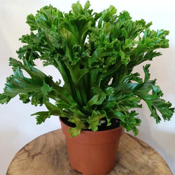 Asplenium antiquum Leslie (Zanokcica)