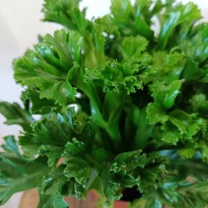 Asplenium antiquum Leslie (Zanokcica)