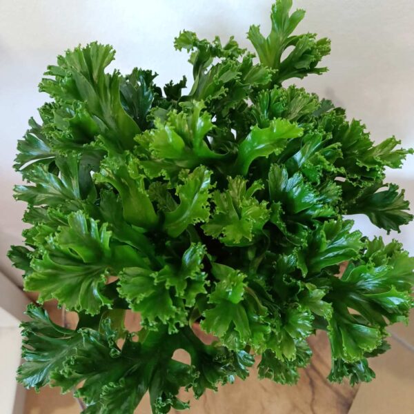 Asplenium antiquum Leslie (Zanokcica)