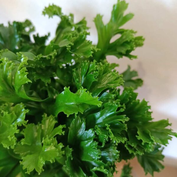 Asplenium antiquum Leslie (Zanokcica)