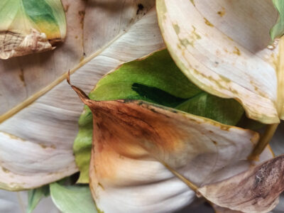 blog