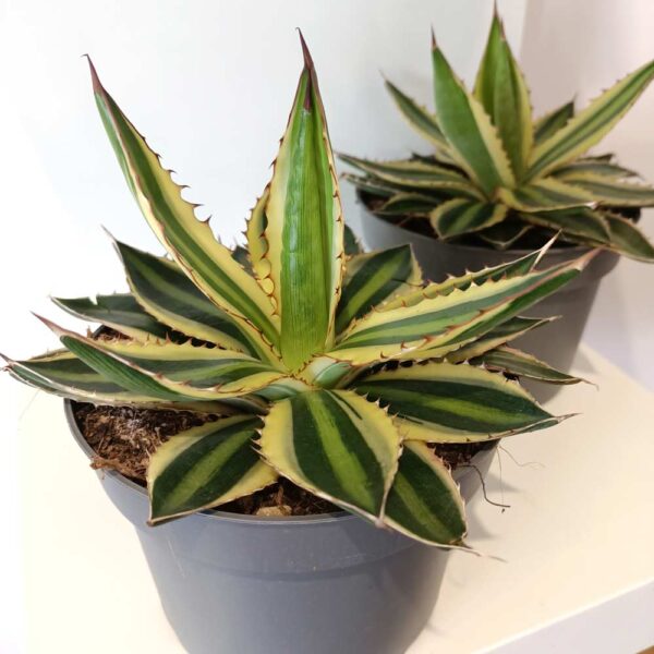 Agave lophantha Quadricolor