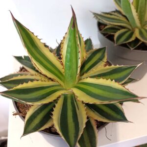 Agave lophantha Quadricolor