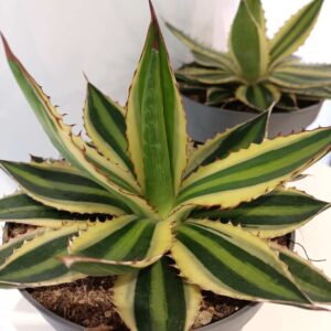 Agave lophantha Quadricolor