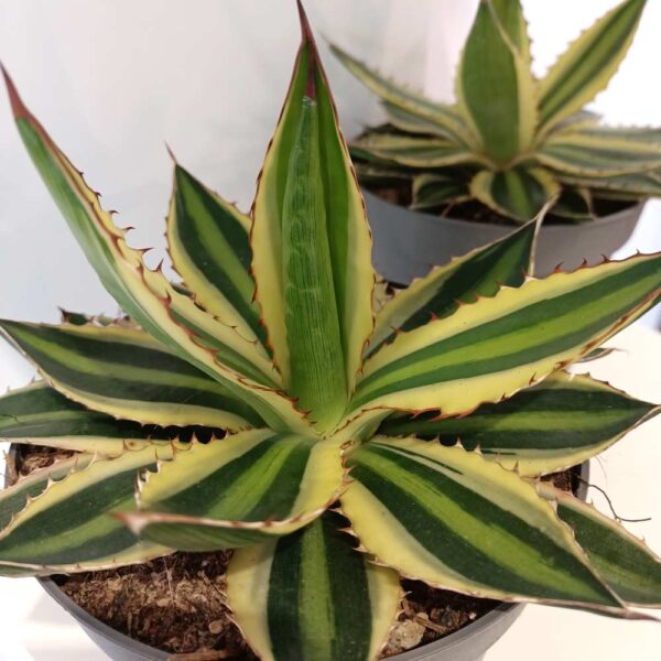 Agave lophantha Quadricolor