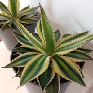 Agave lophantha Quadricolor