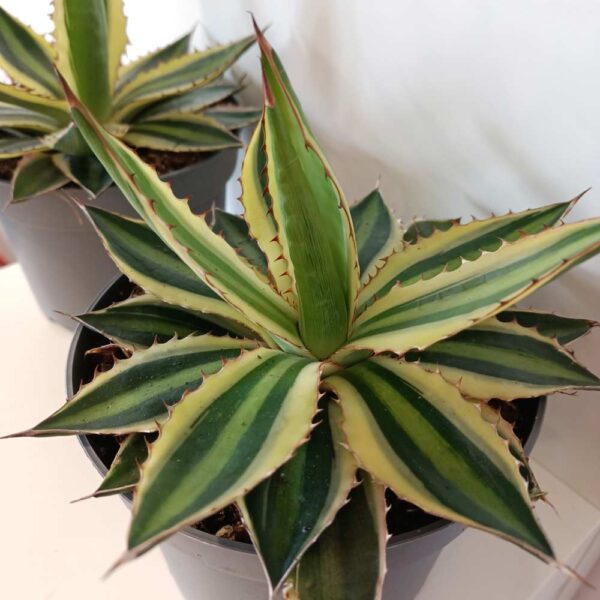 Agave lophantha Quadricolor