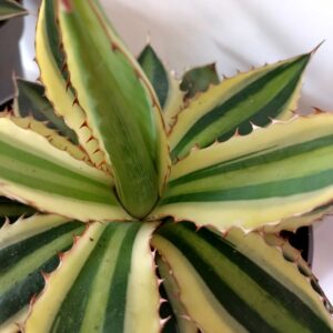 Agave lophantha Quadricolor