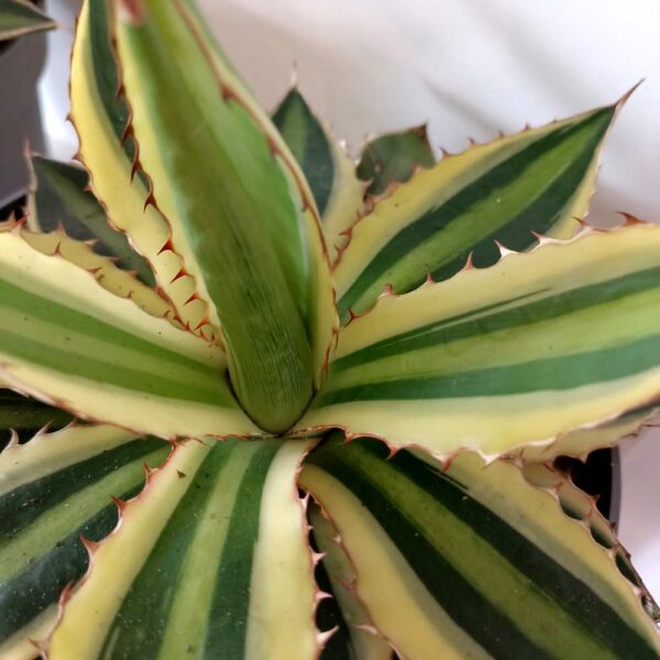 Agave lophantha Quadricolor