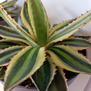 Agave lophantha Quadricolor