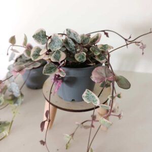 Ceropegia Variegata Rosa