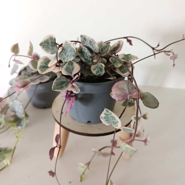 Ceropegia Variegata Rosa