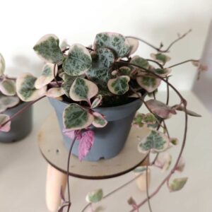 Ceropegia Variegata Rosa