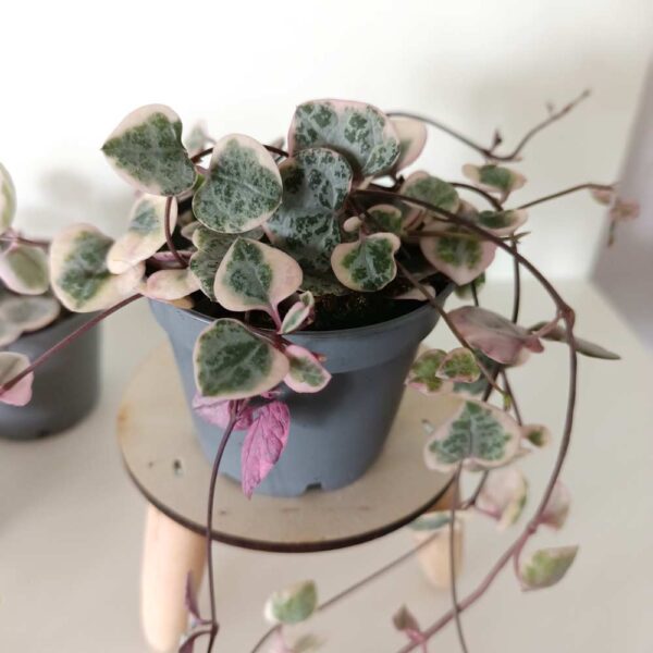 Ceropegia Variegata Rosa Ceropegia Variegata Rosa