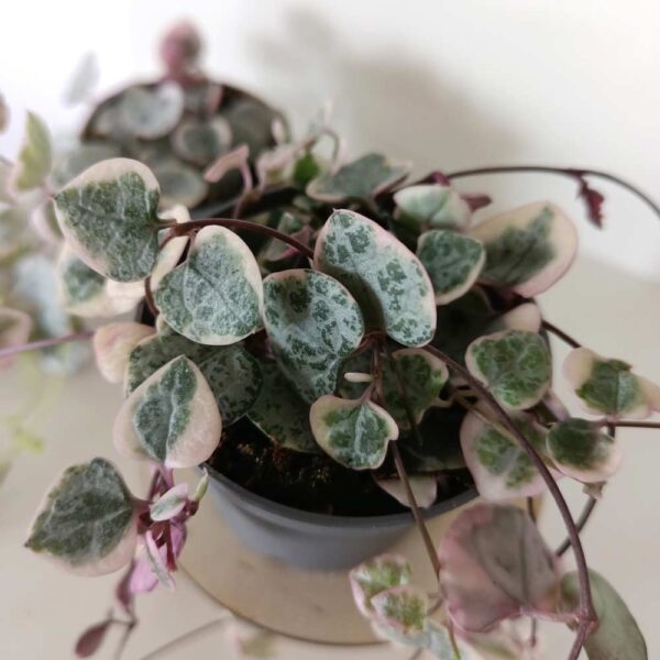 Ceropegia Variegata Rosa
