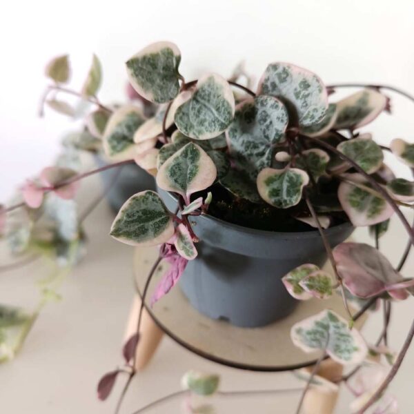 Ceropegia Variegata Rosa