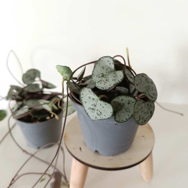 Ceropegia Woodii Ceropegia Woodii