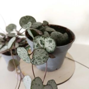 Ceropegia Woodii